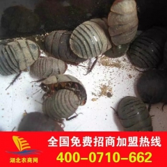 土元活虫 土元回收公司 土元黄粉虫 招商加盟 提供技术 包回...
