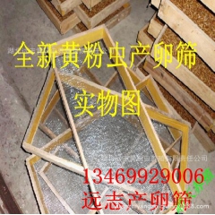 黄粉虫养殖盒 大量回收优质活体黄粉虫 黄粉虫价格 养殖技术