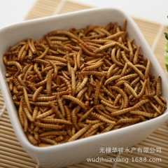 供应 特级冻干黄粉虫 面包虫 各种观赏鱼饲料 宠物饲料 鱼饲...