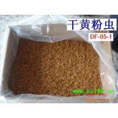 常年供应 黄粉虫 活虫 出口手续齐全黄粉虫种