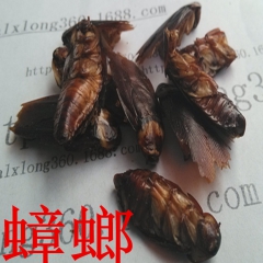 正品中药材蟑螂 干蟑螂粉 供应批发新货促销满包邮昆虫干蟋蟀