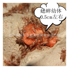 活体小蟋蟀 白蛐蛐0.5～0.7cm 每箱1200只以上起订...