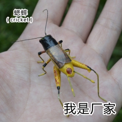高仿真昆虫  蟋蟀 蛐蛐