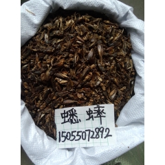 批发中药材纯干正品 蟋蟀 优质正品
