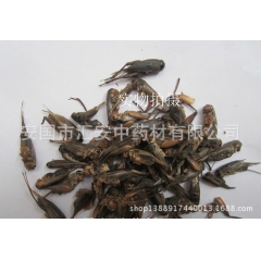 供应中药材 蟋蟀 另加工各种中药粉