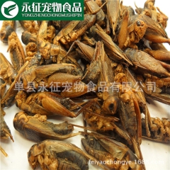 供应天然烘干蟋蟀 优质宠物食品 厂家价格