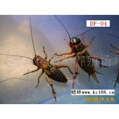 本场直销蟋蟀  蛐蛐 大将军 油葫芦 药食兼用昆虫类动物