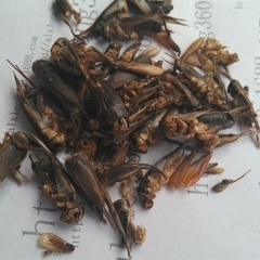 中华老字号 东阿阿胶桃花姬阿胶糕300g
