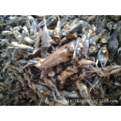 批发供应中药材蟋蟀 消肿 主治小便不通