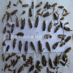 批发供应 中药材优质蟋蟀 大货 各种规格 量大从优