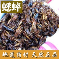 诚信商家 供应优质天然野生中药材供应各种规格蟋蟀