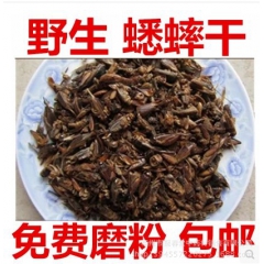 中药材批发蟋蟀 蛐蛐  有l蝼蛄 蟑螂