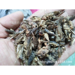 实物拍摄 质量保证 批发中药材 蟋蟀 别名：蛐蛐