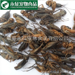 厂家批发优质冻干蟋蟀 批发价格量大从优 宠物饲料