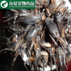 供应冻干蟋蟀 厂家价格批发优质宠物饲料