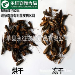 供应优质冻干蟋蟀 宠物食品 冻干蟋蟀