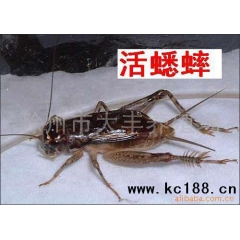 本场常年供应 蟋蟀 又称为蛐蛐 大将军干
