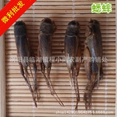 中药材 蟋蟀 蛐蛐 大货供应 量大价优