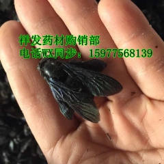 中药材批发  乌竹蜂 乌蜂 熊蜂 竹蜂 竹蜜蜂、竹筒蜂