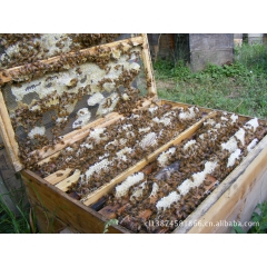 销售蜜蜂 我社大量供应繁殖群蜜蜂 蜜蜂群批发 蜜蜂群现货