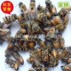 中药材批发供应 蜜蜂 动物原药材 大货供应 量大价优