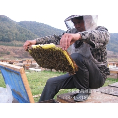 销售2016年繁殖蜂蜜群  授粉蜜蜂群 优质蜜蜂