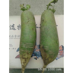 【北方特产】供应保定特产 沙窝青皮萝卜 娃娃菜 纯绿色食品