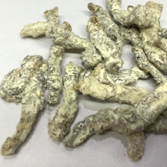 特价批发 供应中药动物原药材 优质实用药材 僵蚕 白僵蚕