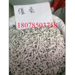 中药材纯正品特级 僵蚕 白僵蚕 姜虫 天虫