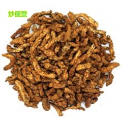 中药材炒僵蚕  批发白僵蚕 炒僵蚕 正品炒僵蚕
