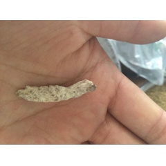 僵蚕 优质白僵蚕 新到净货 七天无理由退换货