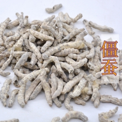 供应中药材白僵蚕 炒僵蚕姜虫 天虫 姜蚕 姜蚕干 各种规格