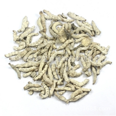 僵蚕 统货 断面玻璃口比例高 四川产 姜蚕 僵虫 专业批发全...