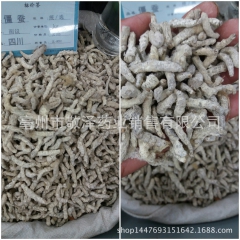 中药材白僵蚕 炒僵蚕  各种规格 可打粉