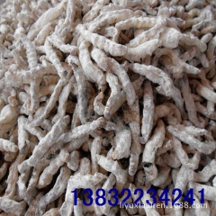 批发动物类中药材 正品 白僵蚕 僵蚕 祛风解痉 化痰散结