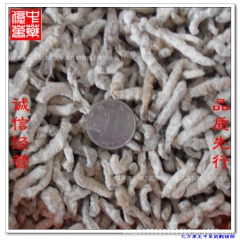 玉林中药材 广西直供白僵蚕 原生态 无添加 大宗批发