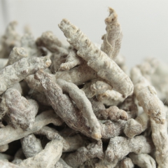 批发白僵蚕 药食两用真菌 山珍 癌配方必备