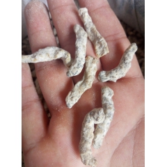 批发供应中药材 白僵蚕 僵蚕 川僵蚕 现货供应