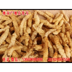 2016新货 土冬虫草参 野生草地蚕 白虫草参 地蚕 草石蚕...