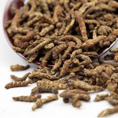 制僵蚕 僵蚕 熟僵蚕 白僵蚕 炒僵蚕 灸僵蚕 中药材批发