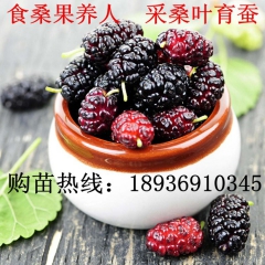 供应果树桑树苗 四季盆栽果桑苗 无籽大什 台湾长果 果园采摘...
