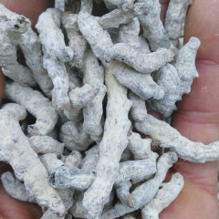 批发供应中药材优质 无硫优质白僵蚕 炒僵蚕 精选散装僵虫