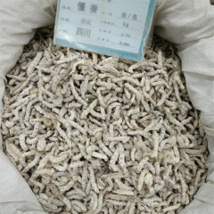 中药材批发 僵蚕 天虫、姜蚕、白僵蚕