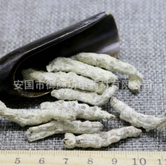 批发 白僵蚕 僵虫 江虫