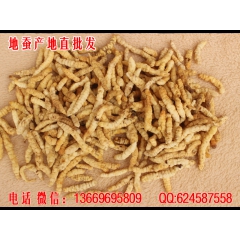 野生草石蚕土冬虫草参 白虫草参 地蚕 草地蚕 泽兰根 500...