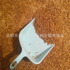 黄粉虫 黄粉虫干 面包虫 面包虫干 大麦虫 大麦虫干 批发零...