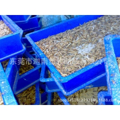 供应大麦虫 黄粉虫 面包虫养殖盘 塑料无毒无味方盘 农业养殖...
