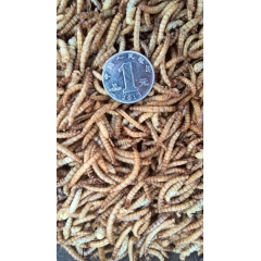 黄粉虫干 烘干面包虫 大麦虫 仓鼠食