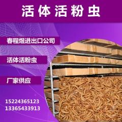 厂家直销 活体黄粉虫 鲜活黄粉虫 面包虫 大麦虫