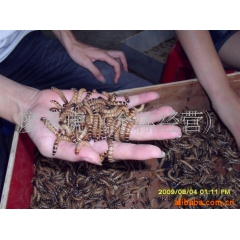 致富项目 好选择 特种养殖 大麦虫 投资少 效益高 一个房间...
